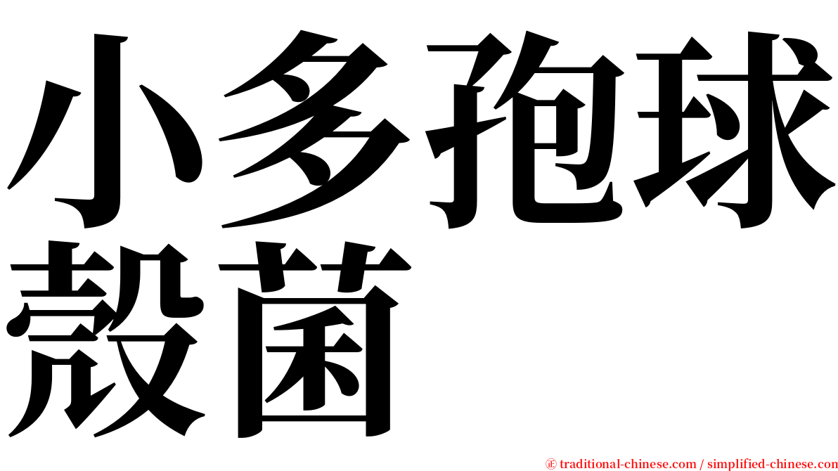 小多孢球殼菌 serif font