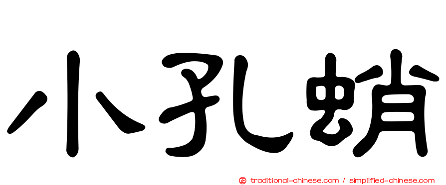 小孔蛸