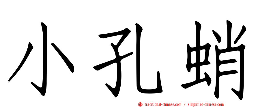 小孔蛸