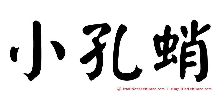 小孔蛸