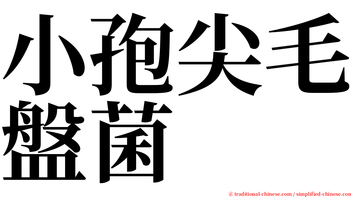 小孢尖毛盤菌 serif font