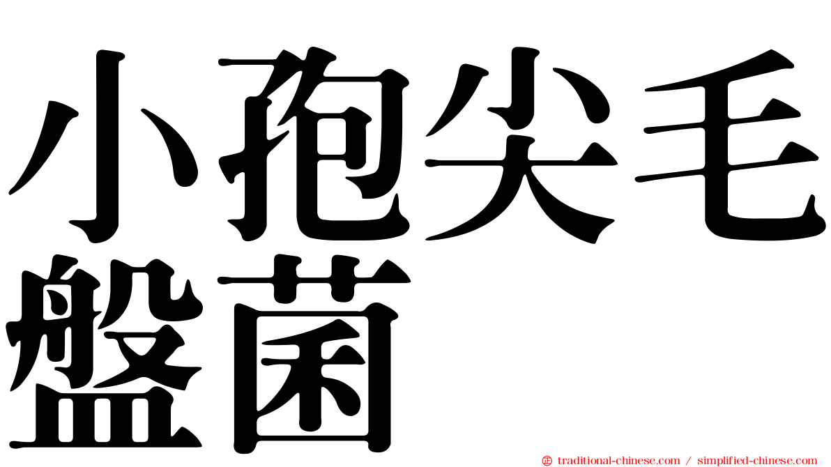 小孢尖毛盤菌