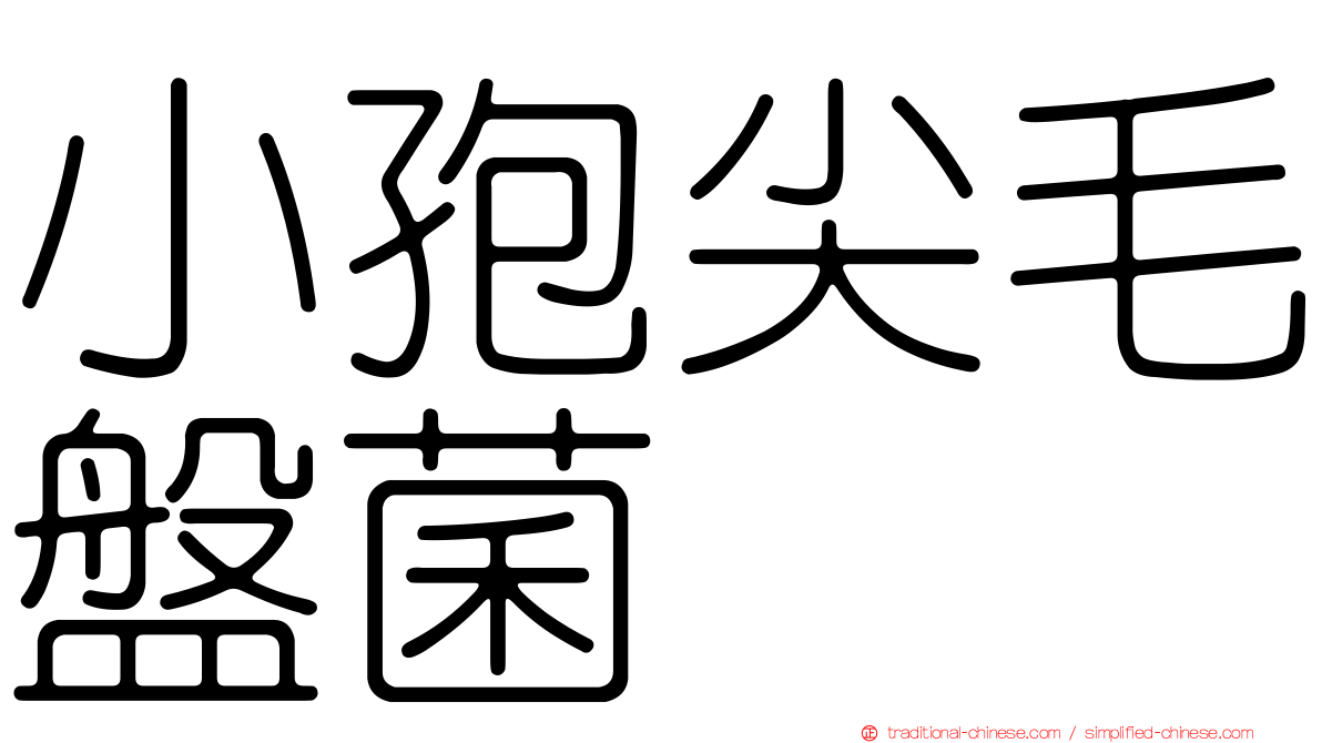 小孢尖毛盤菌