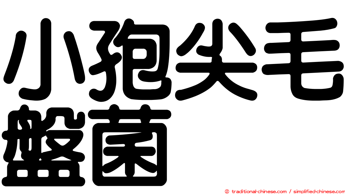 小孢尖毛盤菌