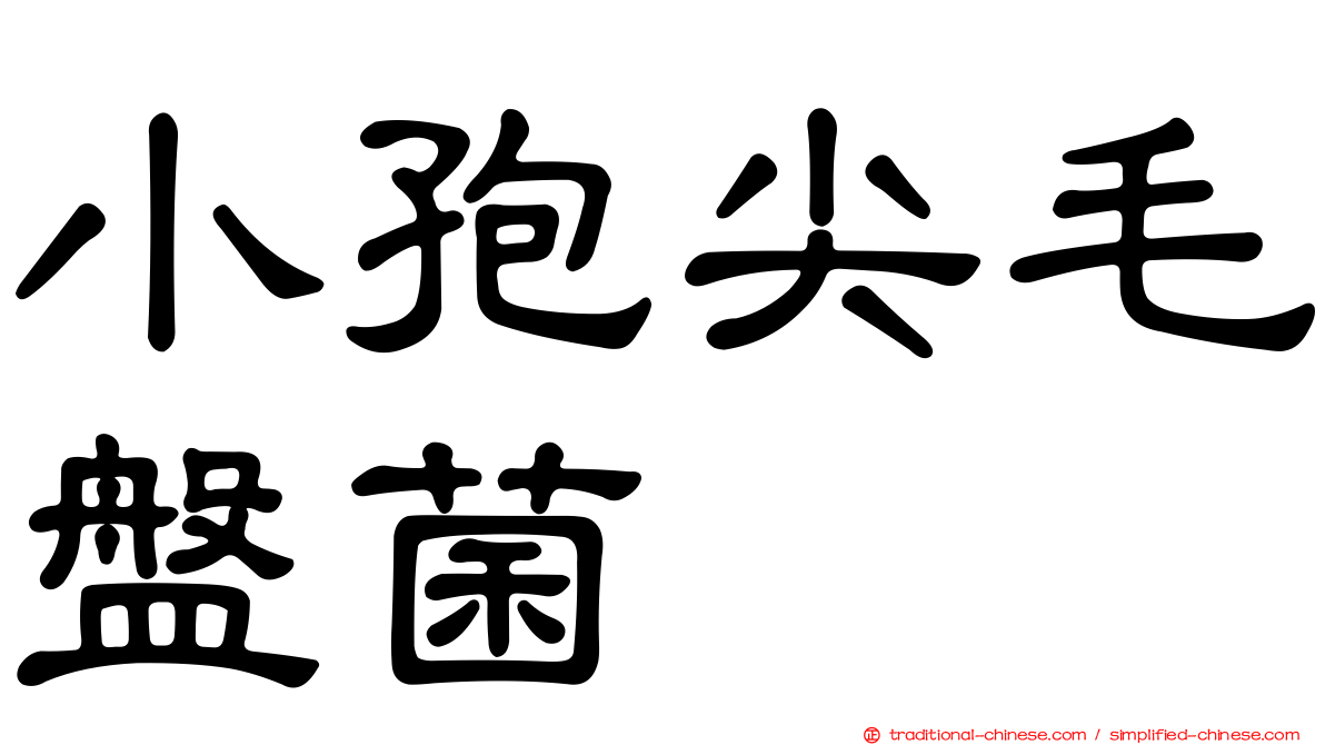 小孢尖毛盤菌