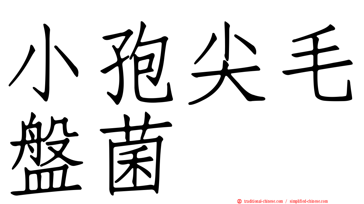小孢尖毛盤菌