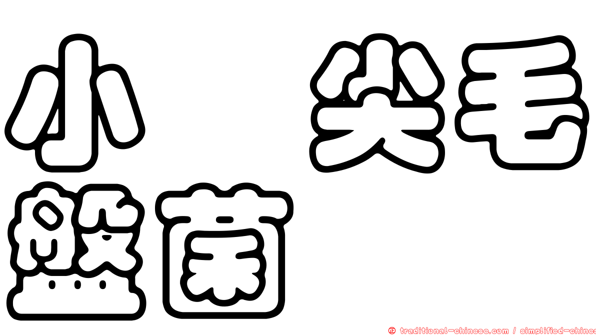 小孢尖毛盤菌
