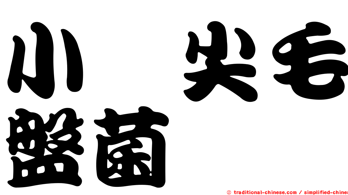 小孢尖毛盤菌