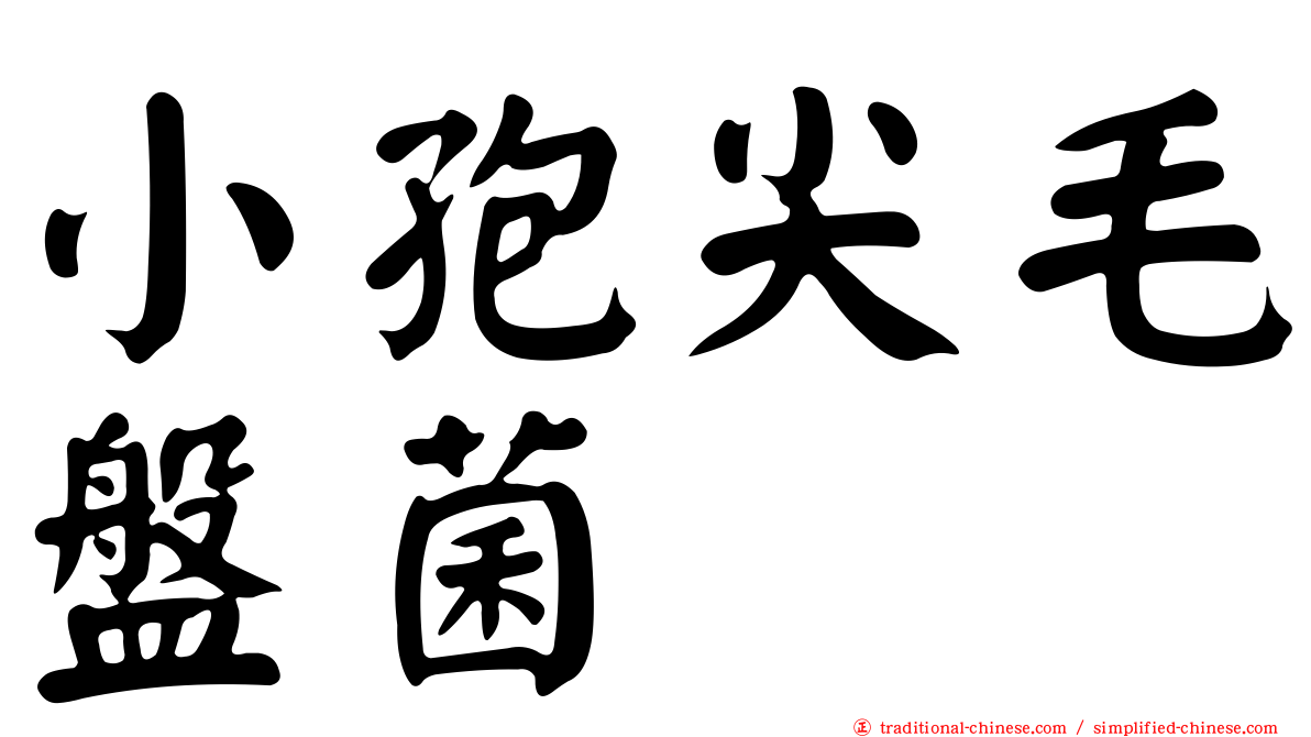 小孢尖毛盤菌