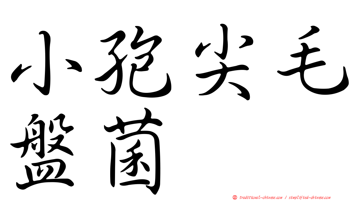 小孢尖毛盤菌