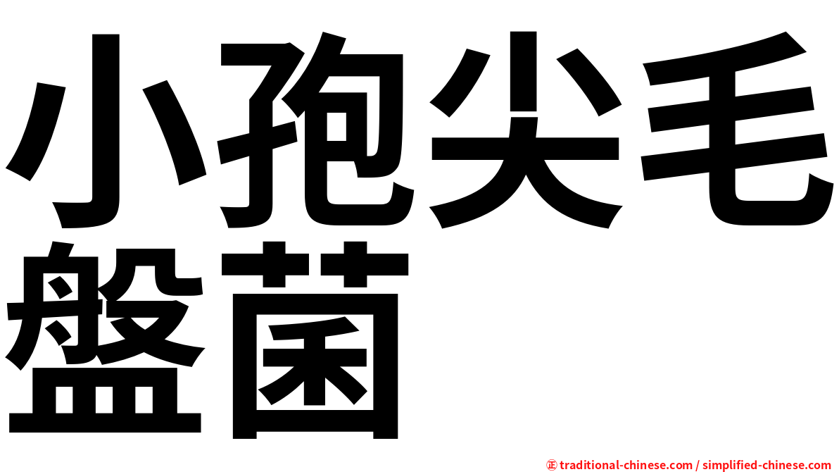 小孢尖毛盤菌