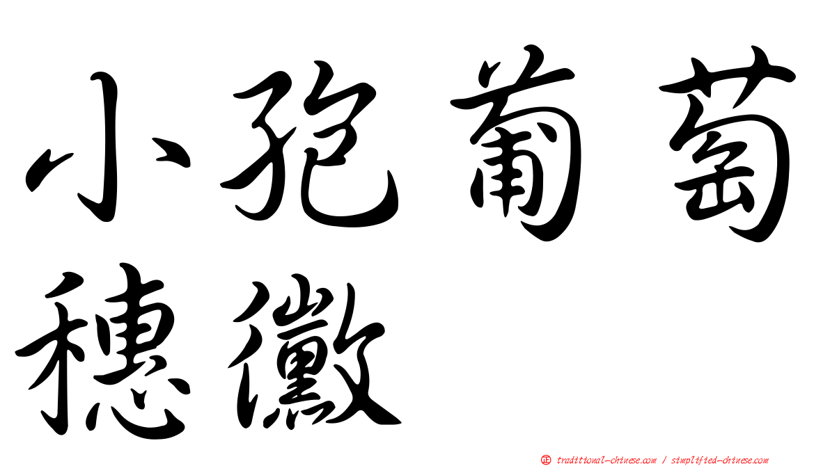 小孢葡萄穗黴