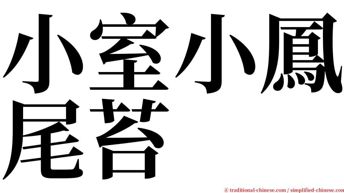 小室小鳳尾苔 serif font