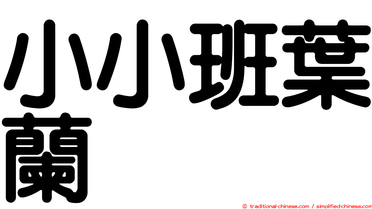 小小班葉蘭