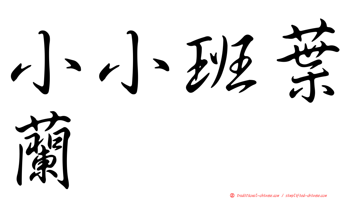 小小班葉蘭