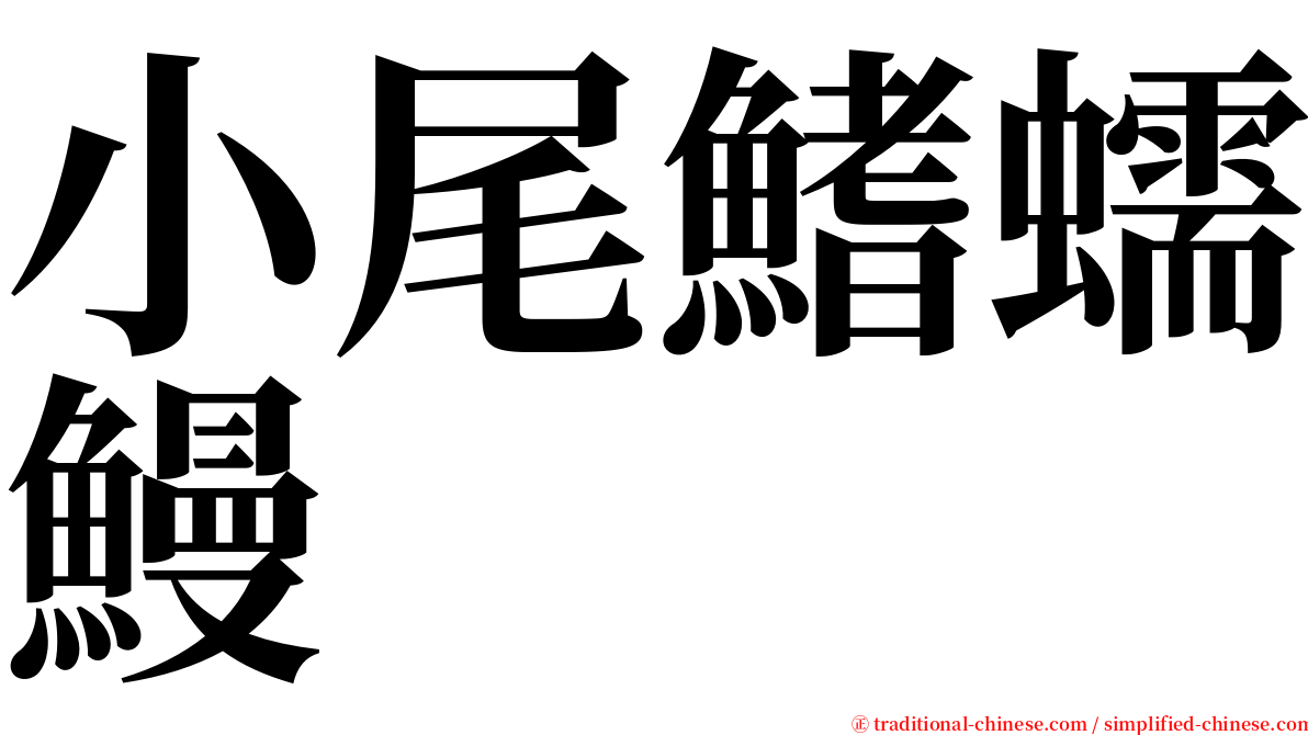 小尾鰭蠕鰻 serif font