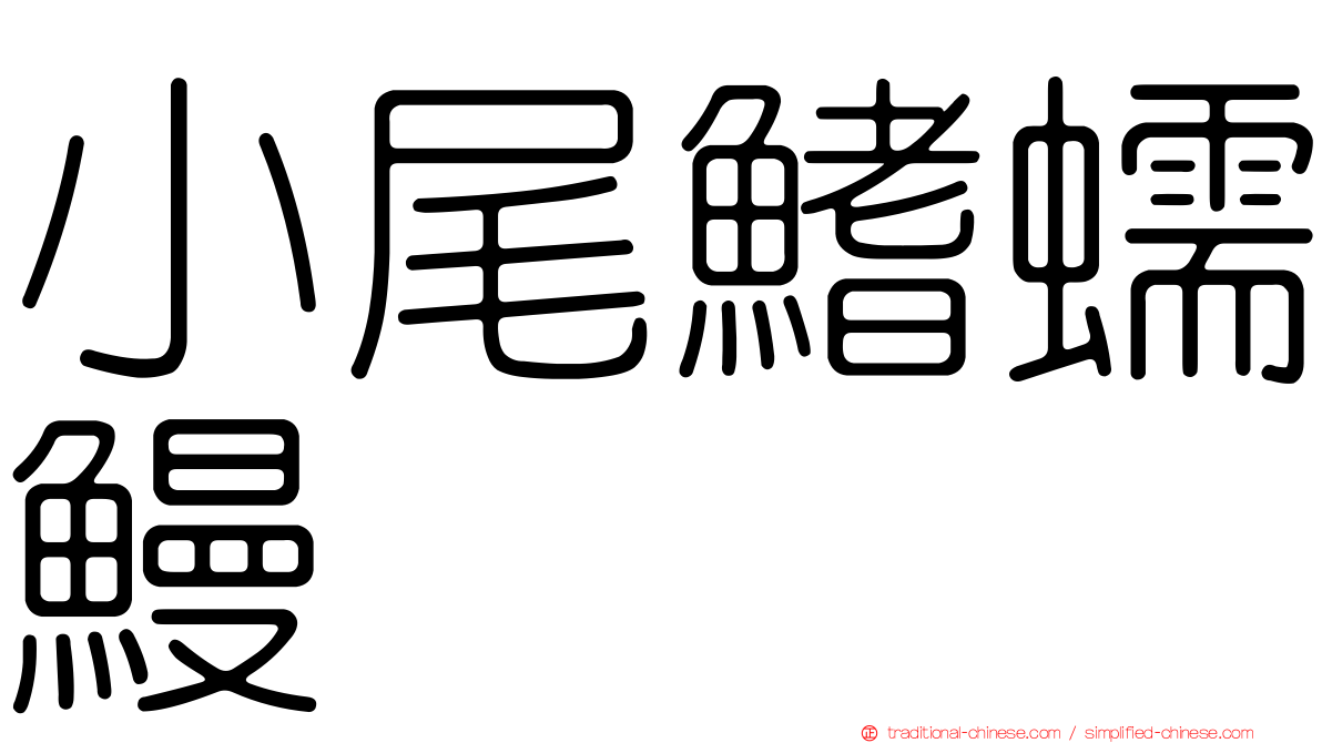 小尾鰭蠕鰻