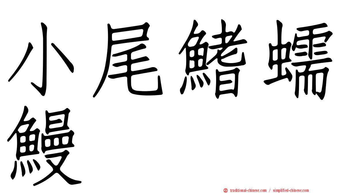 小尾鰭蠕鰻