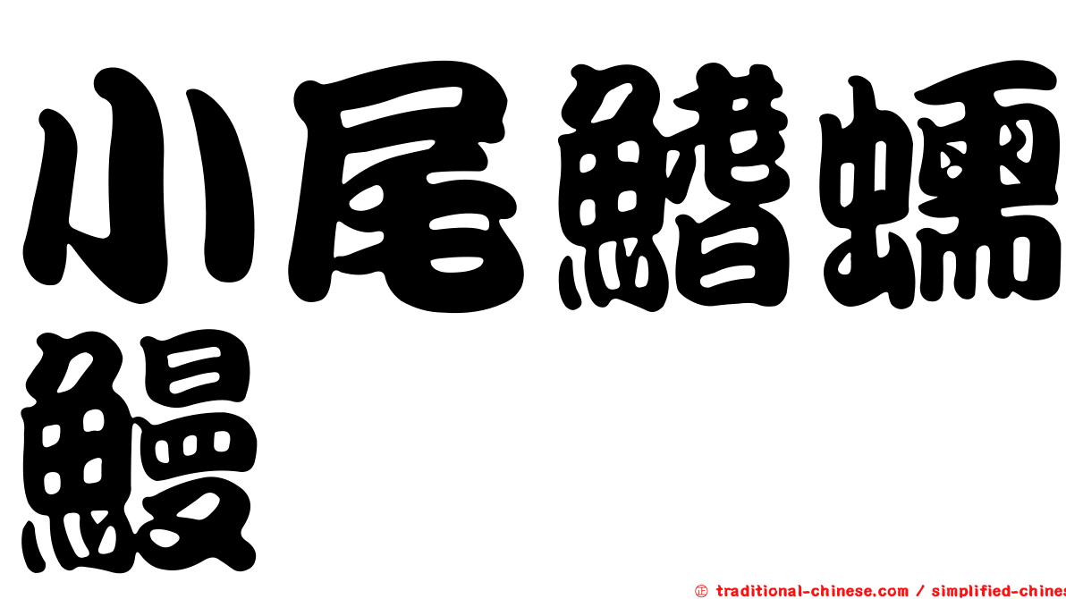 小尾鰭蠕鰻