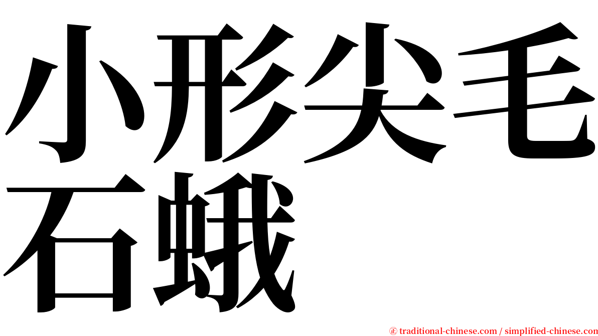 小形尖毛石蛾 serif font