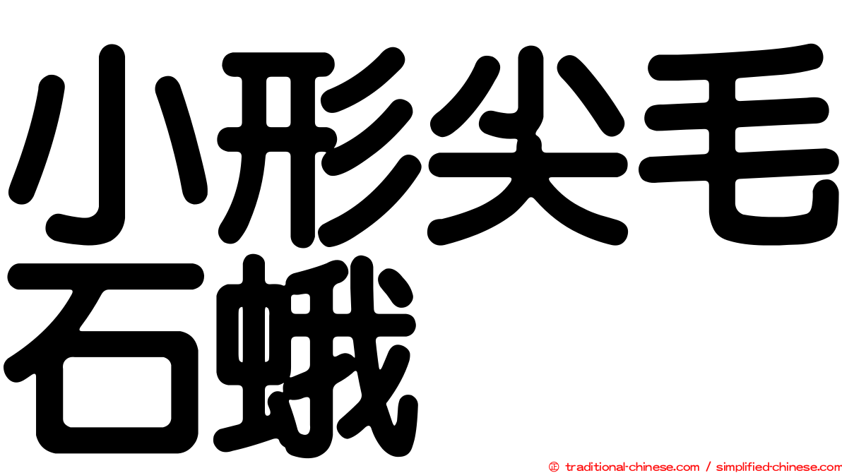 小形尖毛石蛾