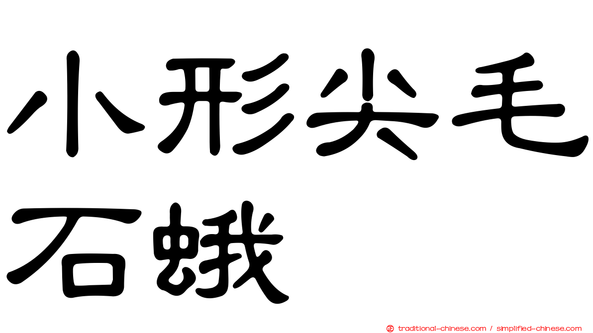 小形尖毛石蛾
