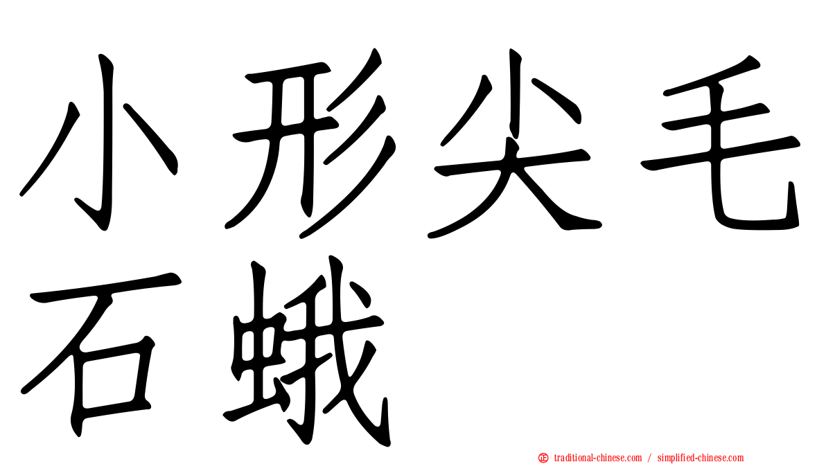 小形尖毛石蛾