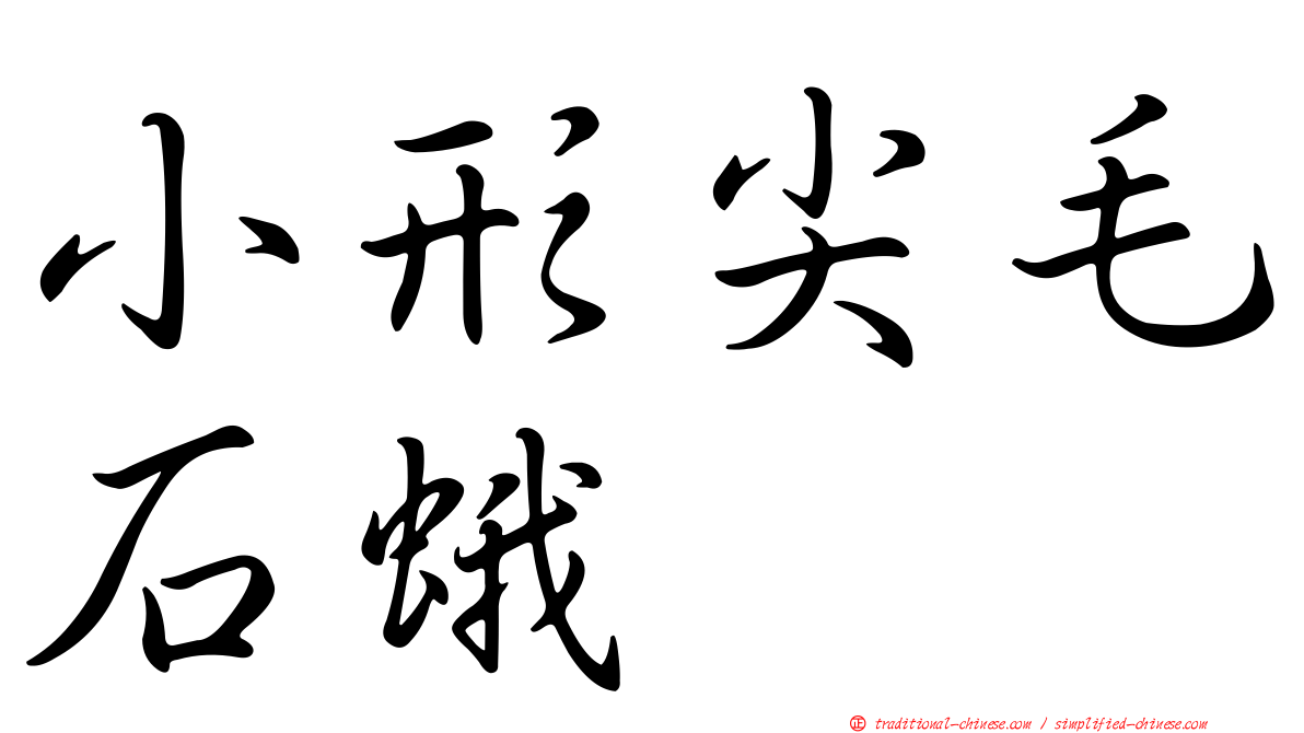 小形尖毛石蛾