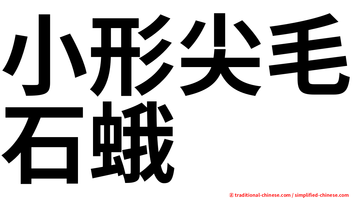 小形尖毛石蛾