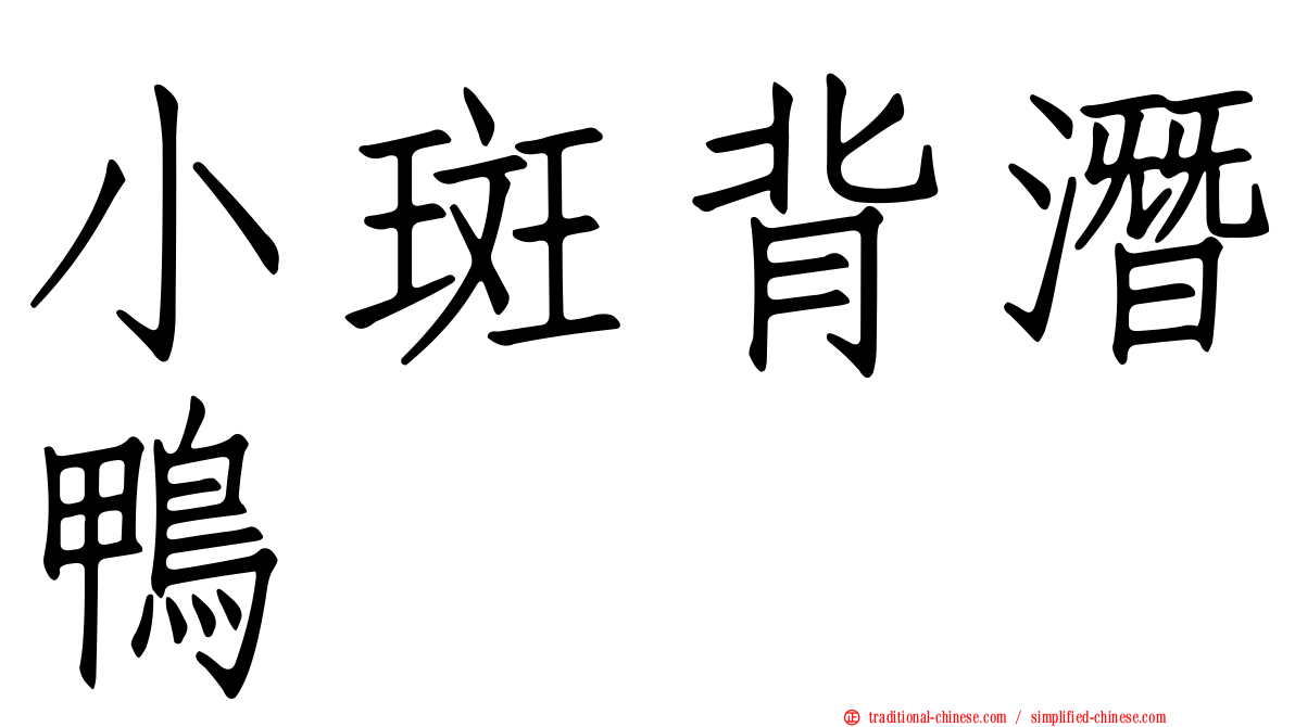 小斑背潛鴨