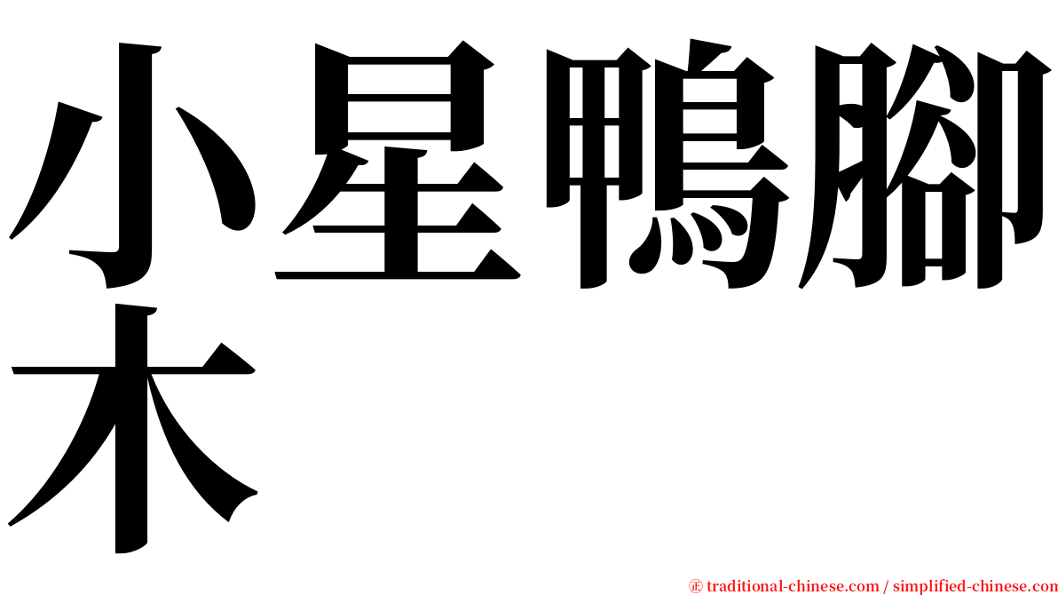 小星鴨腳木 serif font