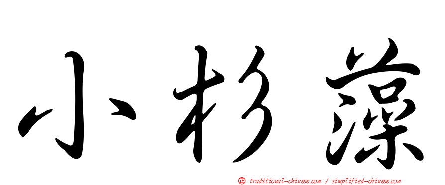 小杉藻