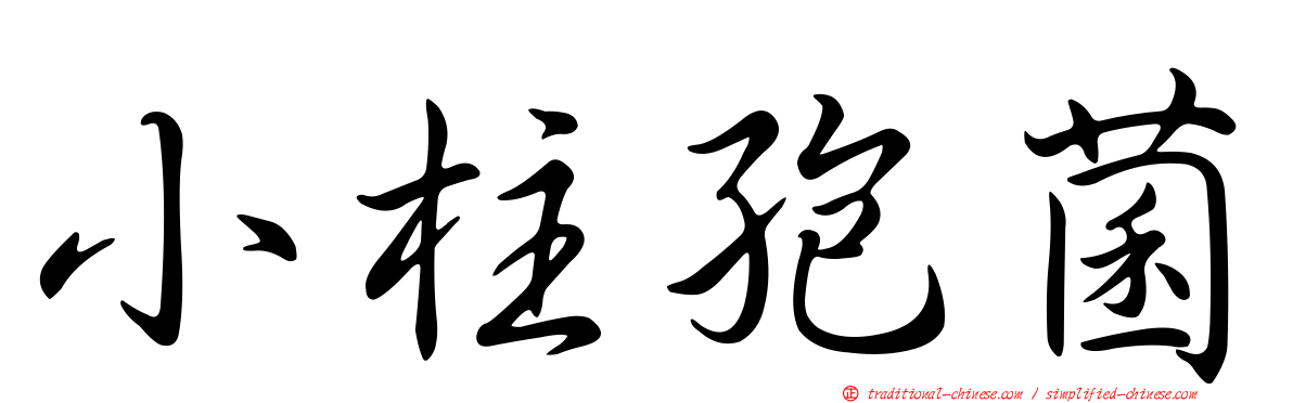 小柱孢菌