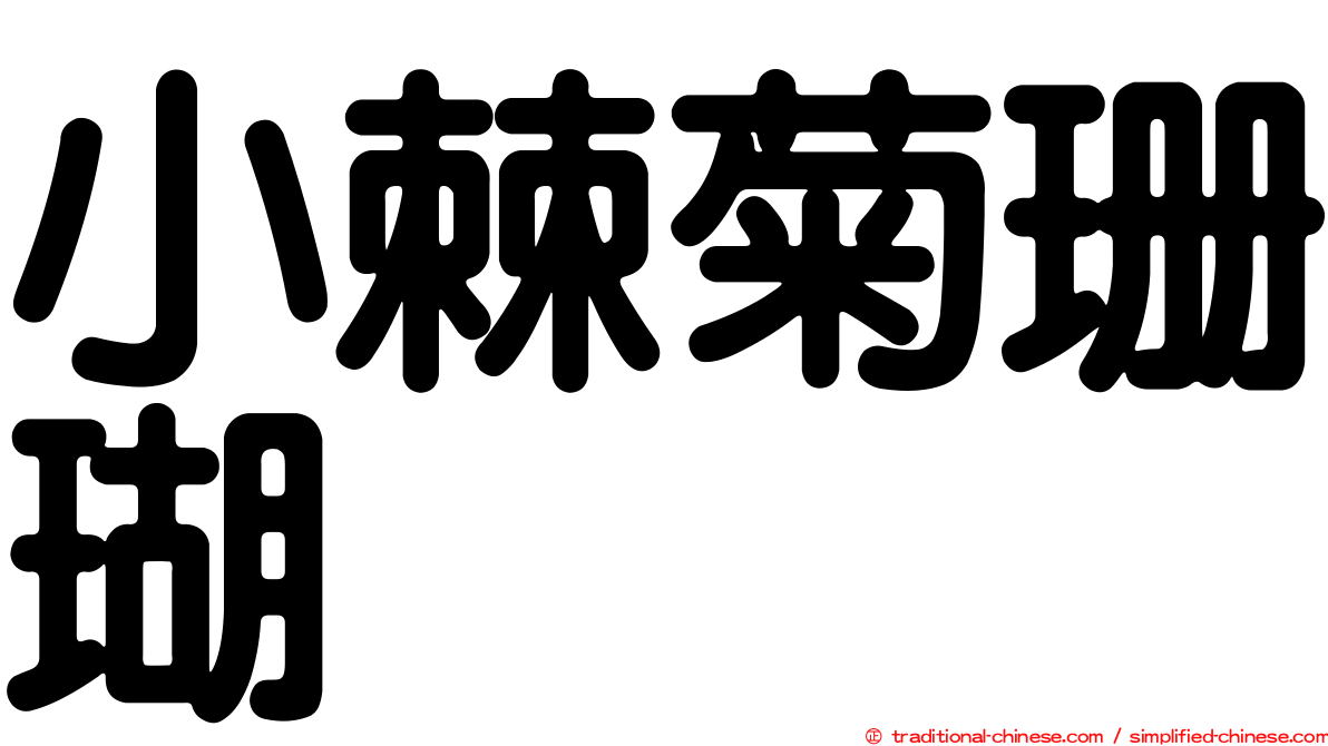 小棘菊珊瑚