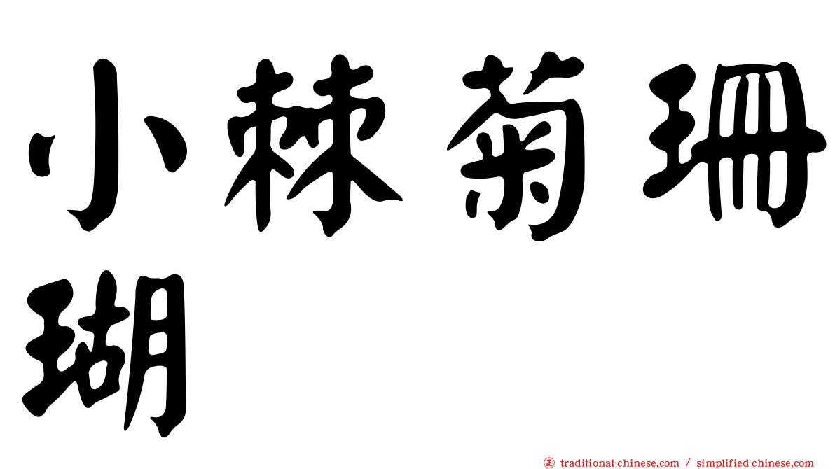 小棘菊珊瑚
