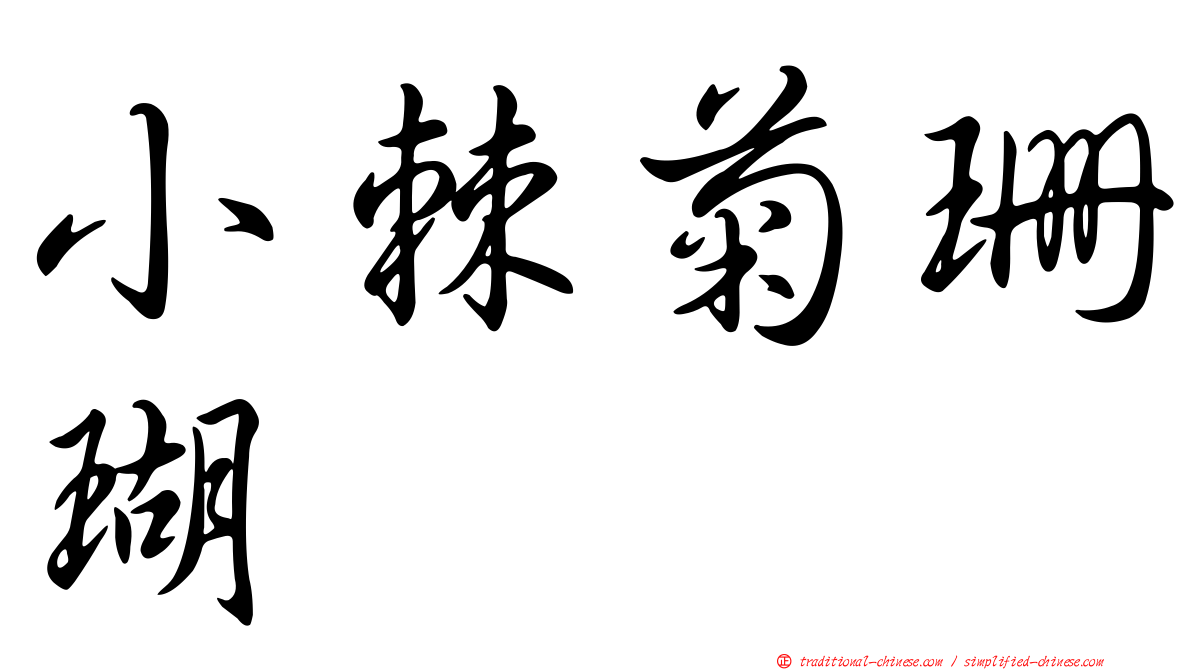 小棘菊珊瑚