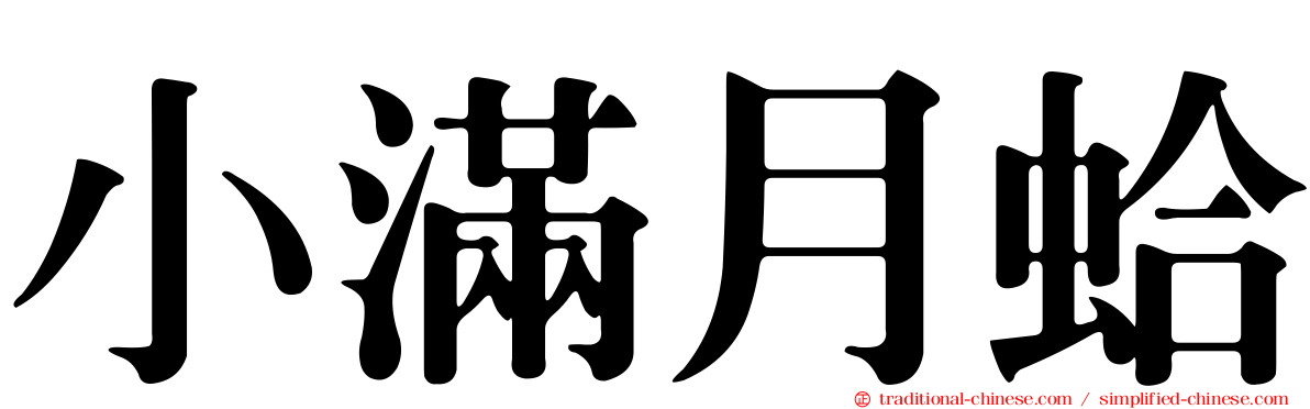 小滿月蛤