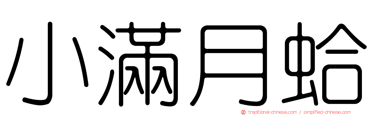 小滿月蛤