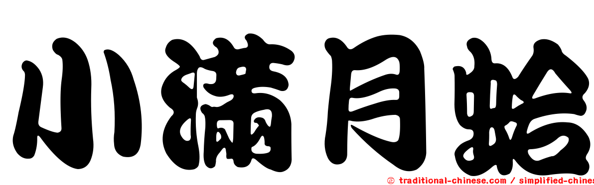 小滿月蛤