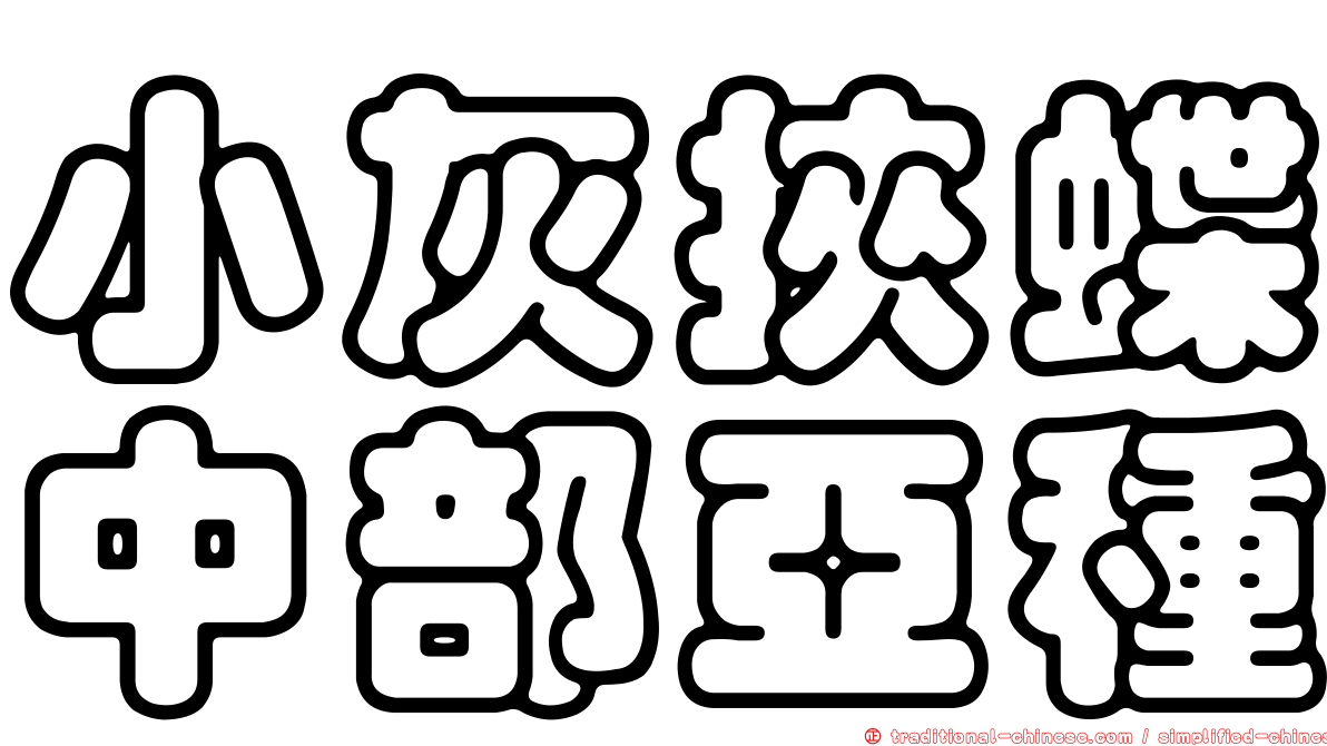 小灰挾蝶中部亞種
