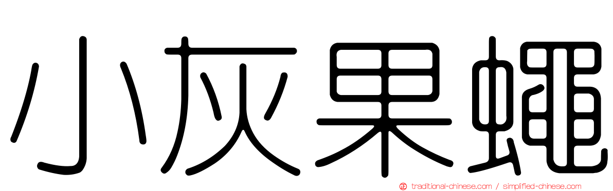 小灰果蠅
