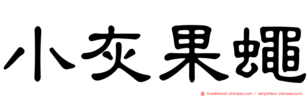 小灰果蠅
