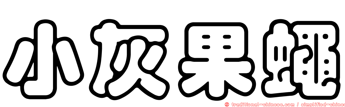 小灰果蠅