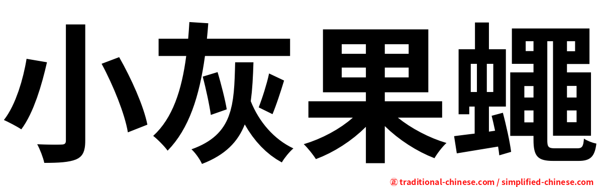 小灰果蠅