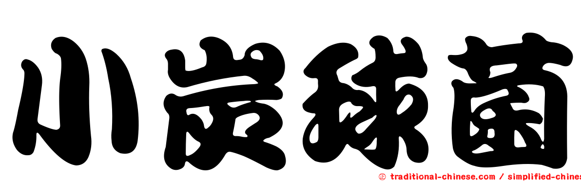 小炭球菌
