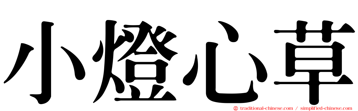 小燈心草