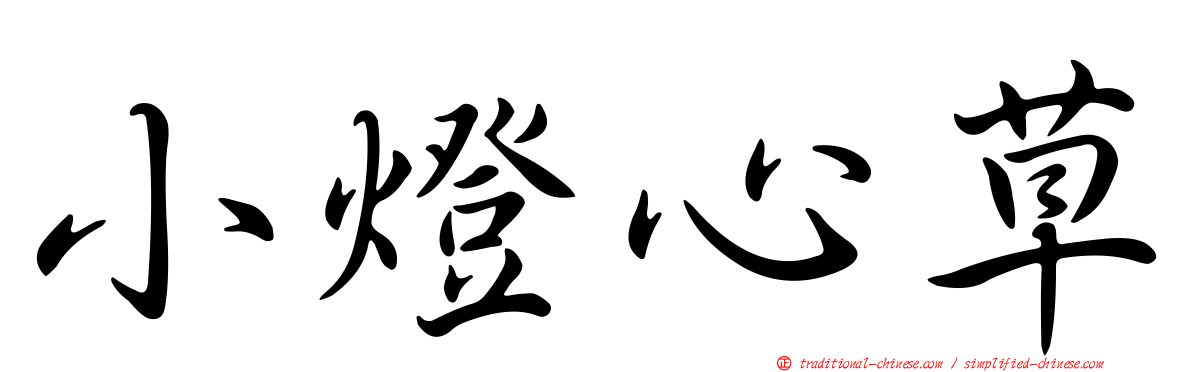 小燈心草