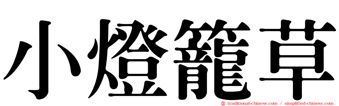 小燈籠草
