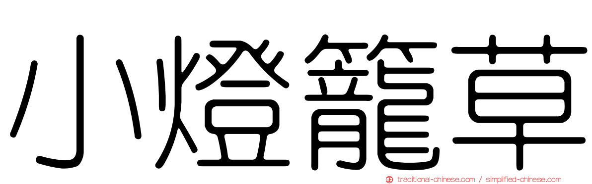 小燈籠草