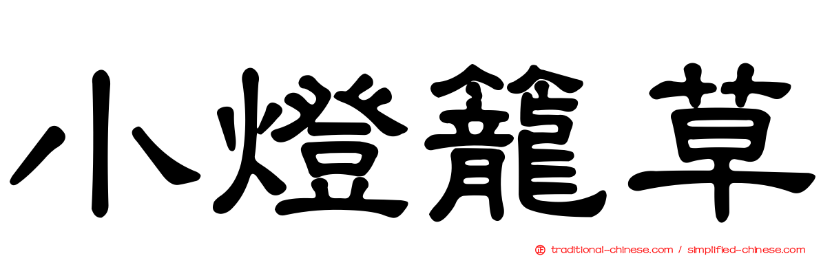 小燈籠草